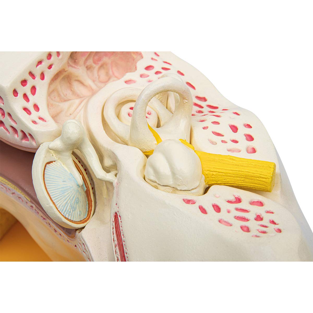Anatomia Elementare Modello di Orecchio Anatomico – Orecchio Ingrandito 3 Volte con Orecchio Esterno, Medio e Interno, Ossicini Rimovibili, 4 Parti, Dipinto a Mano, Base