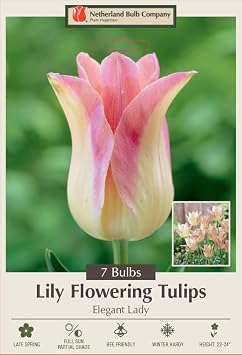 Elegant Lady Lily Flowering Tulip 7 Bulbs - 12/+ cm Bulbs