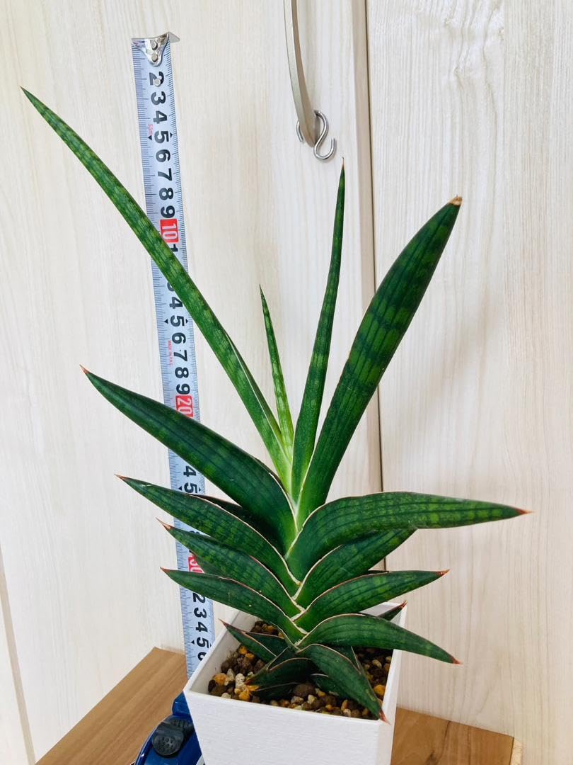 Amazon｜希少種【観葉植物】サンスベリア・ケニア（3.5号鉢つき