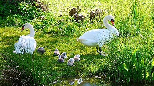 l̂߂̃WO\[pYq1000s[XWO\[pỸAqؐWO\[]`W ,ʃv[g,yVсB