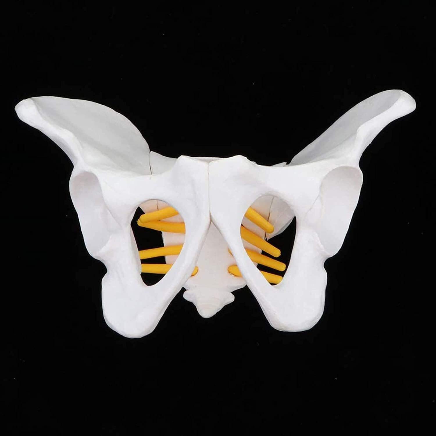 Model narządu Model szkieletu żeńskiej miednicy, anatomiczny medyczny, anatomia do nauki w klasie wyświetlacz nauczania model medyczny model anatomiczny