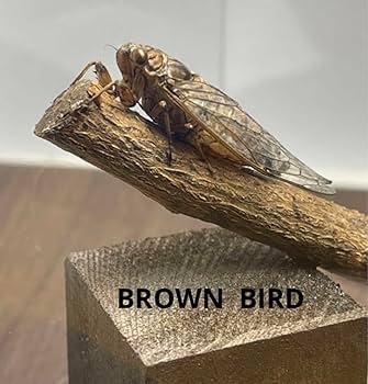 Amazon.co.jp: 離島産ヒメハルゼミ 立体標本 昆虫 セミ標本 蝶