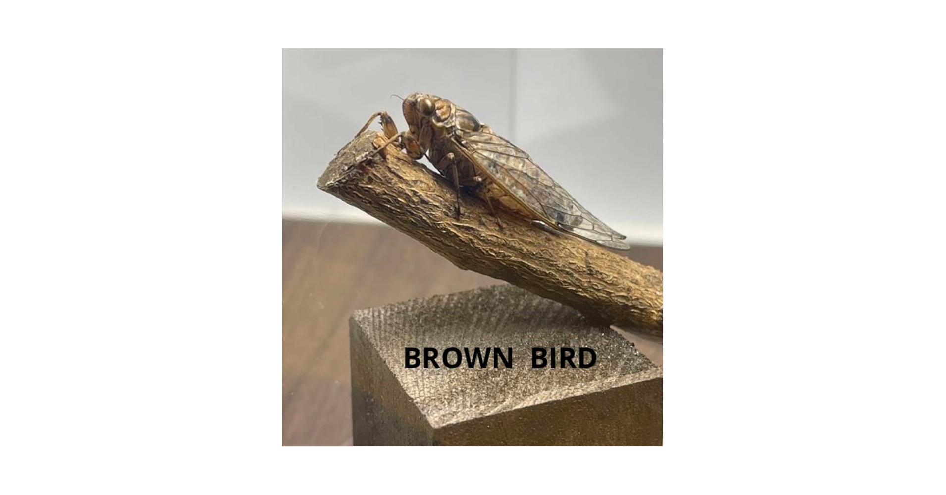 Amazon.co.jp: 離島産ヒメハルゼミ 立体標本 昆虫 セミ標本 蝶