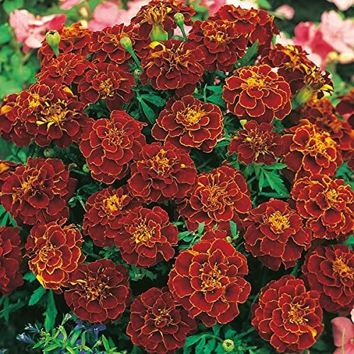 SRI SAI FORESTRY Mari Gold French Royals Mix Color Ornamental Plant Flower Seeds for Home Garden Terrace Apartments Balcony Pack of 100 (B08214GHZL) Amazon Price History, Amazon Price Tracker