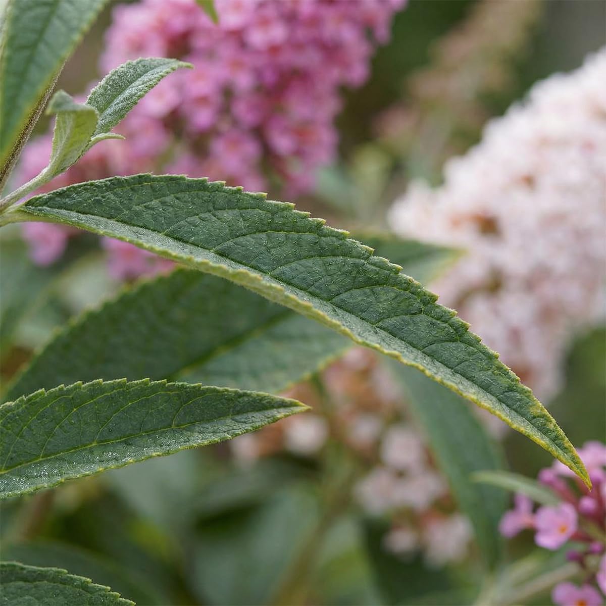 Bloomique - Set di 2 - Buddleja Davidii Duo Rosa Bianco - Cespuglio delle farfalle - Piante da giardino - Resistenti all'inverno - Altezza 30-40 cm - Vaso 17 cm