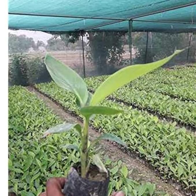 Image of Live Banana Fruit Plant (Musa) - Healthy Hybrid Fruit Tree for Home Garden & Outdoor | Dwarf Variety Banana Plant with Small Black Plastic Pot | 1 Pc