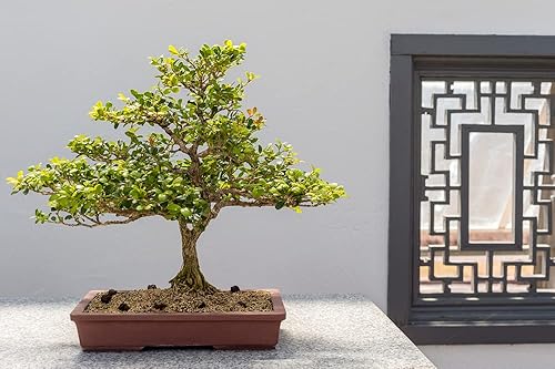 Miniatura 2 de Semillas de árbol bonsái de boj chino, fácil de mantener, espécimen de bonsái de crecimiento lento