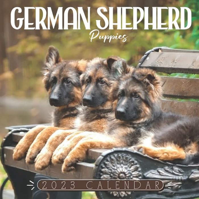 buy-german-shepherd-puppies-2023-cool-gift-for-you-your-family-and