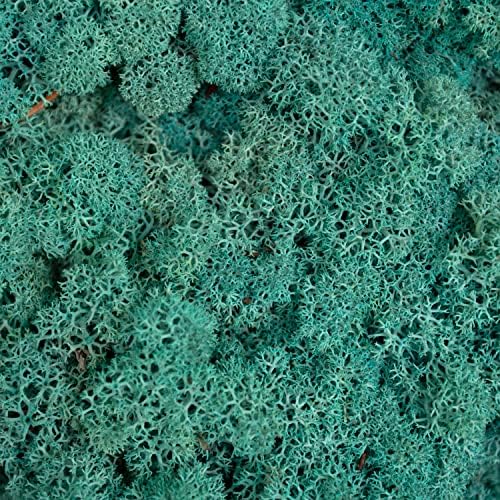 Moss - Norwegian Reindeer - Natural Preserved Dried - Choose Weight (Pacific Green - 200 Grams)