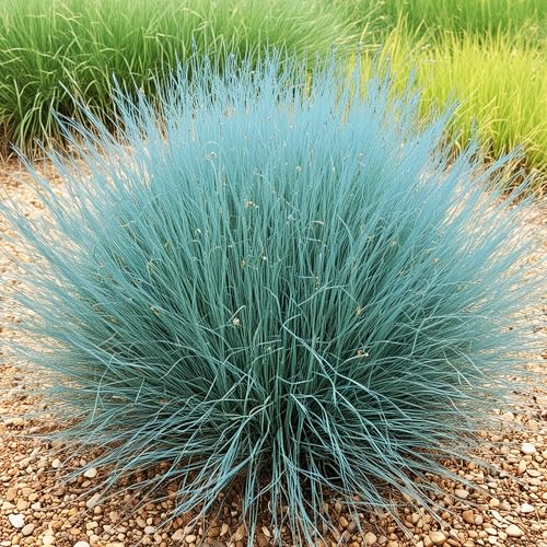 KVITER 100 Blue Fescue Grass Seeds (Festuca Glauca) – Sheep Fescue Seed, Perennial Ornamental Grass,...