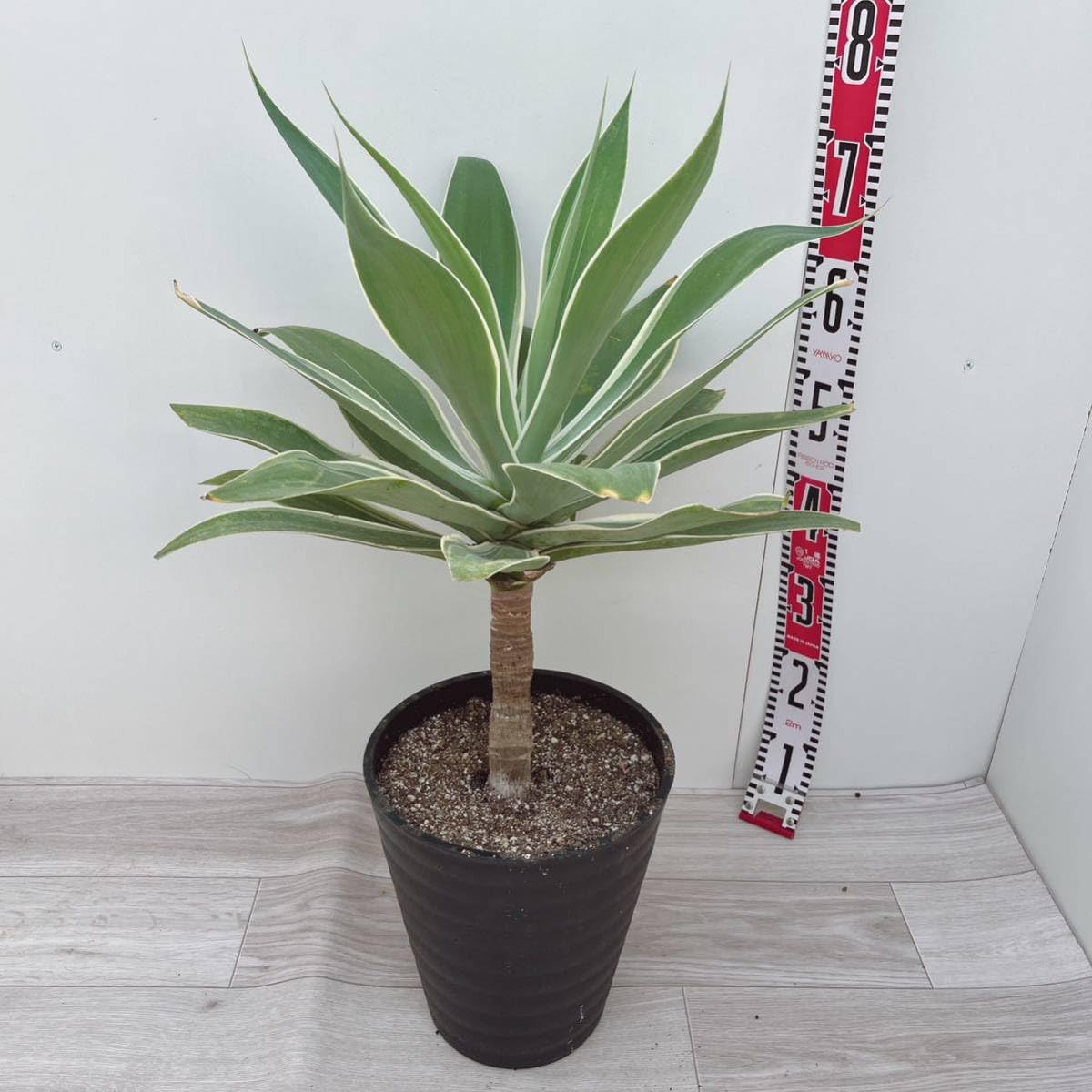 Amazon.co.jp: アガベ アテヌアータ 白斑入り 幹上がり 8号 大型大株  