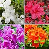 4 Azalea 9cm Potted Plants Collection - One of Each Colour - Hardy Evergreen Outdoor Compact Dwarf Flowering Shrubs Including Red, White, Orange and Lilac, by Thompson & Morgan