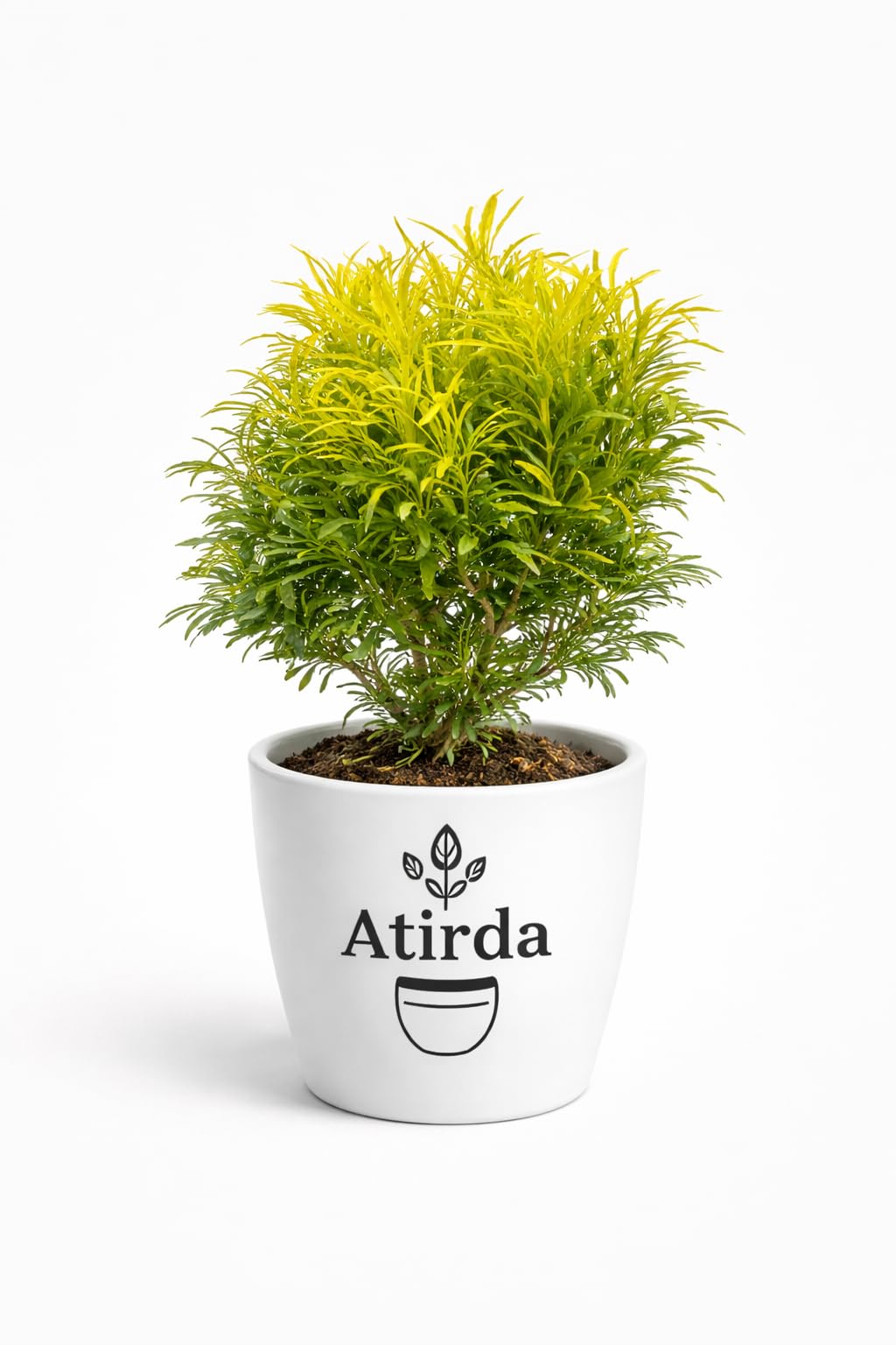 Rare Golden Ball Aralia Ornamental Live Plant with Pot – Natural Air Purifying Decorative Plant for Indoor Outdoor Home Garden Decor (Pack of 1)-image-24