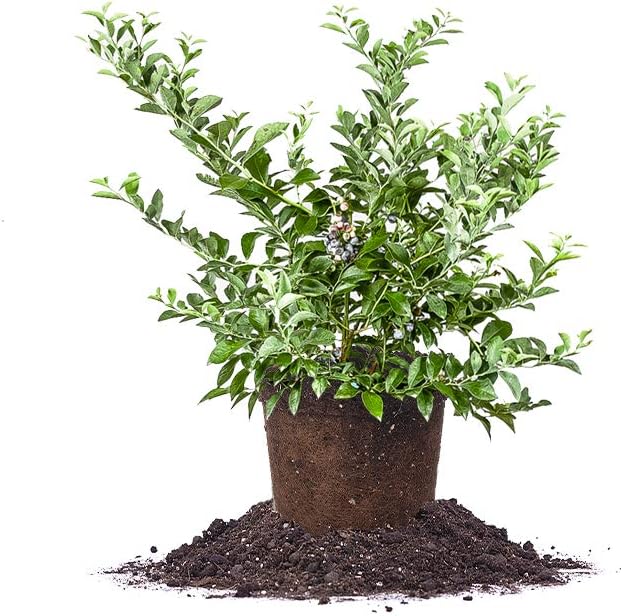 1 Gallon Tifblue Blueberry