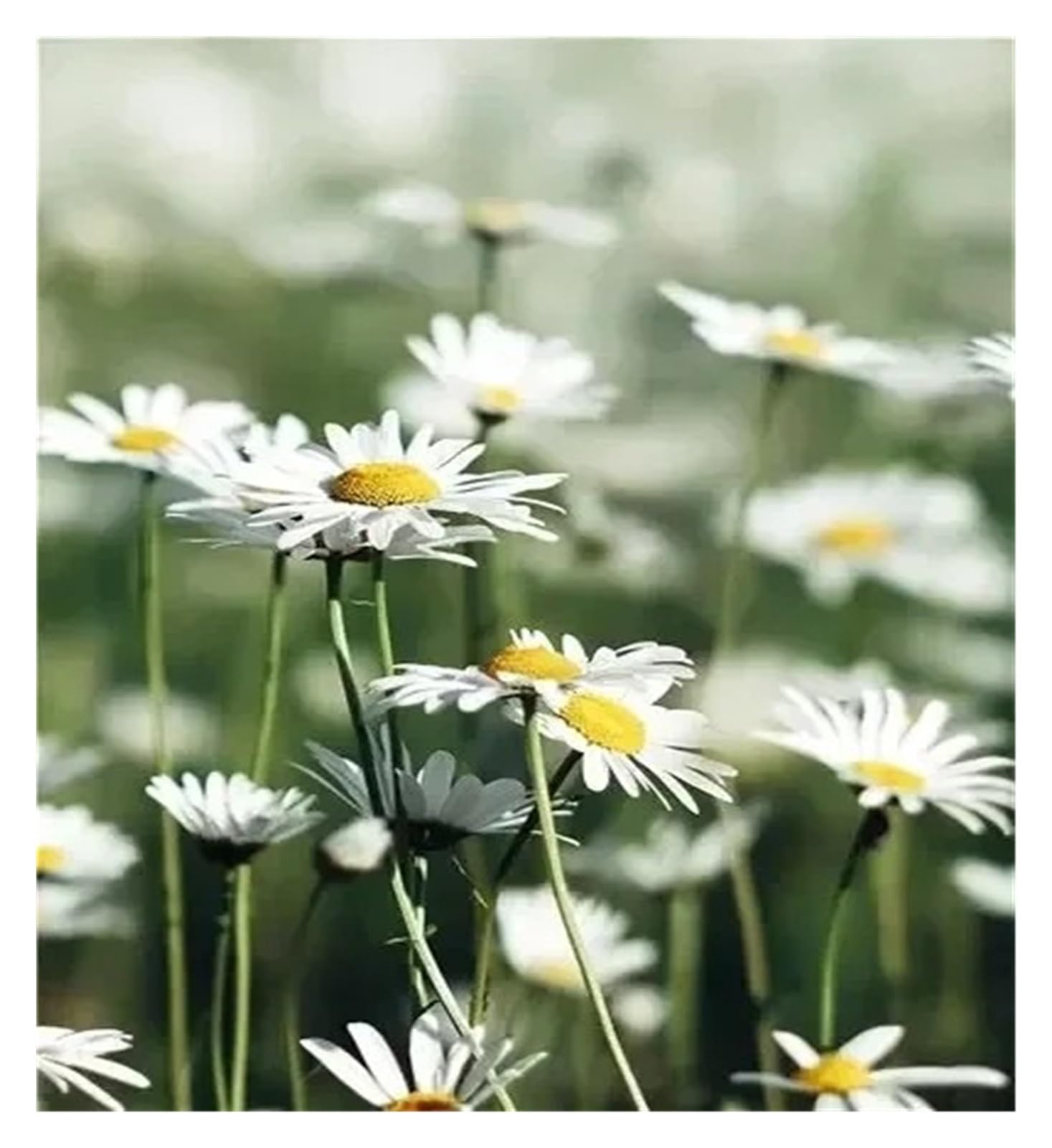 Fleurs fraîches en peinture sur toile minimaliste pour insuffler la sérénité chez vous