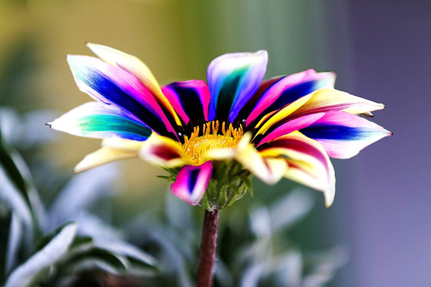 35 Seeds- Multicolor Dwarf Sunflower Seeds for Planting - Easy to Plant Home Garden Decor Plant Non-GMO Seeds (B0C4Z6XCVJ) Amazon Price History, Amazon Price Tracker