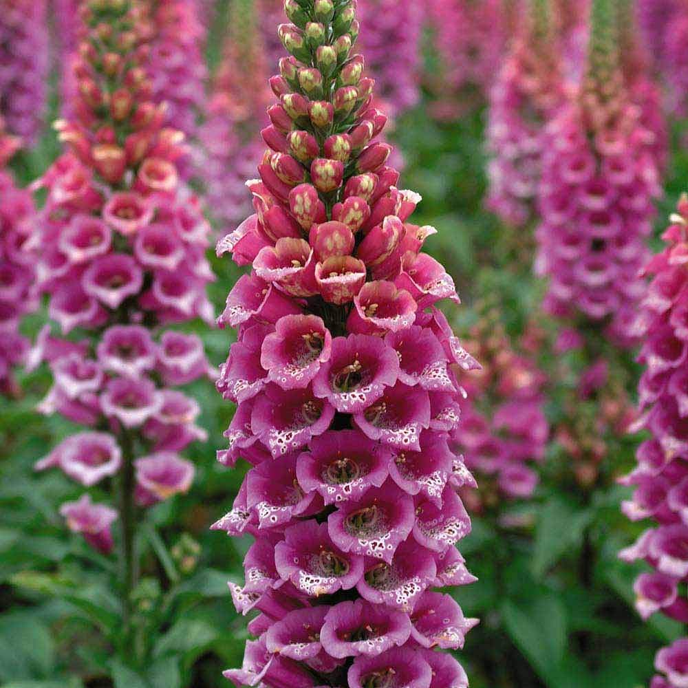 Foxglove Plug Plants, Hardy Garden Plants, Summer Flowering, Woodland Gardens, Bee Friendly Flowers, Gardens & Patios, 5 x Foxglove Candy Mountain Plug Plants by Thompson & Morgan (5)