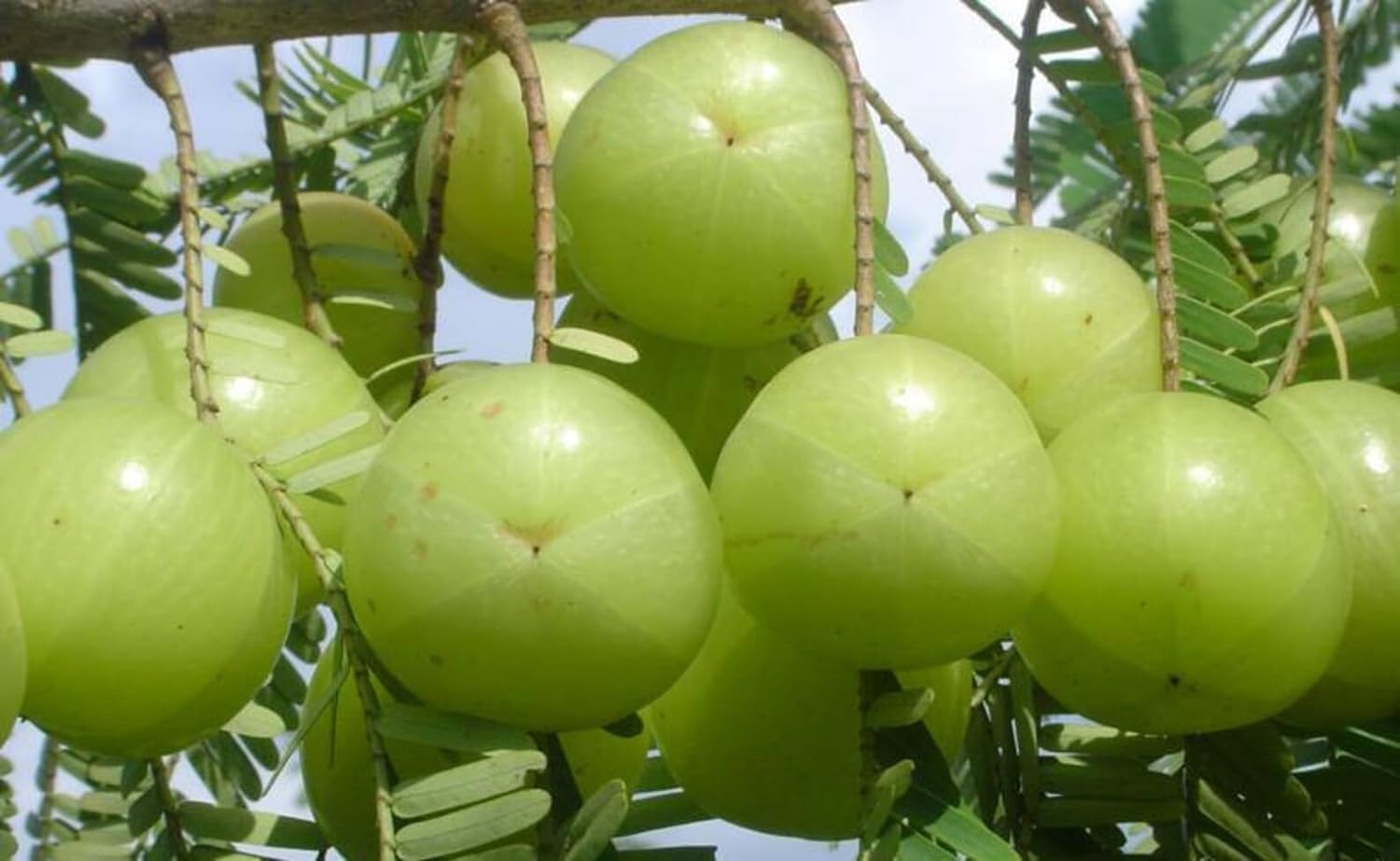 Dejestqoo amla plant hybrid all seasons (Tree height 2-2.5 Feet) Indian Gooseberry Clone Tyep Hybrid Amlaki Healthy Live Super Yielding Early Fruting Francis Amla Plant Live (B0BM81Z64G) Amazon Price History, Amazon Price Tracker