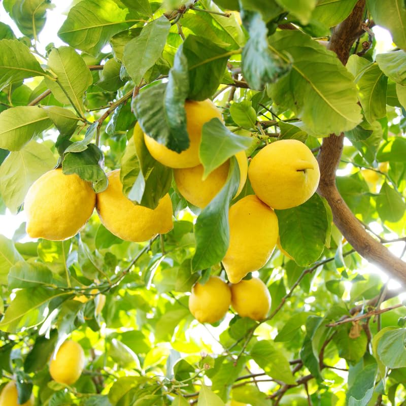 Lisbon Yellow Lemon Tree, 2 to 3 feet Live Lemon Trees, Yellow Lemon Tree Live Plant in Pot, Live Lemon Tree, Grafted Lemon Tree for Outdoor Garden, No Ship to CA