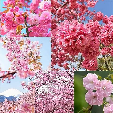 ZTOES Japanese Flowering Cherry Blossom Seeds Cover
