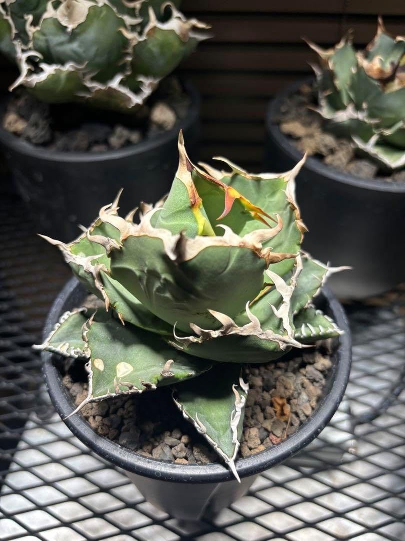 耐寒性アガベ オバティフォリア斑入りドワーフ◇ドライガーデン錦