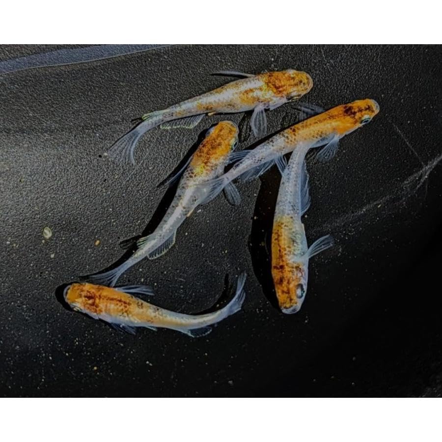 Amazon | 紅花魁 稚魚 改良メダカ メダカ 紅花魁 稚魚 10匹 メダカ水槽 
