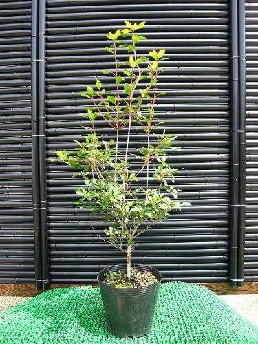 Amazon ドウダンツツジ 樹高50cm前後 ポット苗 良樹形 生垣などに 植木