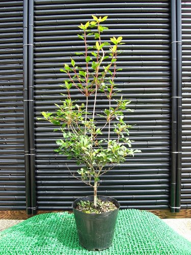 Amazon | ドウダンツツジ 樹高50cm前後 ポット苗!良樹形♪生垣などに Amazon | ドウダンツツジ 樹高50cm前後 ポット苗!良樹形♪生垣などに