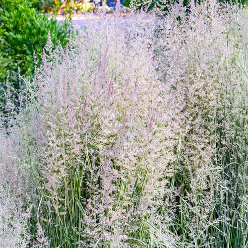 Calamagrostis Overdam - Perennial Ornamental Grasses Outdoor Garden Ready Plant - Create a Garden Focal Point with These Summer Flowering Feather Reed Ornamental Grass Plants (9cm Pot, 20-30cm)