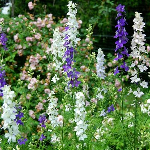 2000 Delphinium Seeds for Planting, Mix Consolida Ajacis Larkspur Flower Seeds, Annual Non-GMO Heirloom Larkspur Seeds for Garden Home Outdoor
