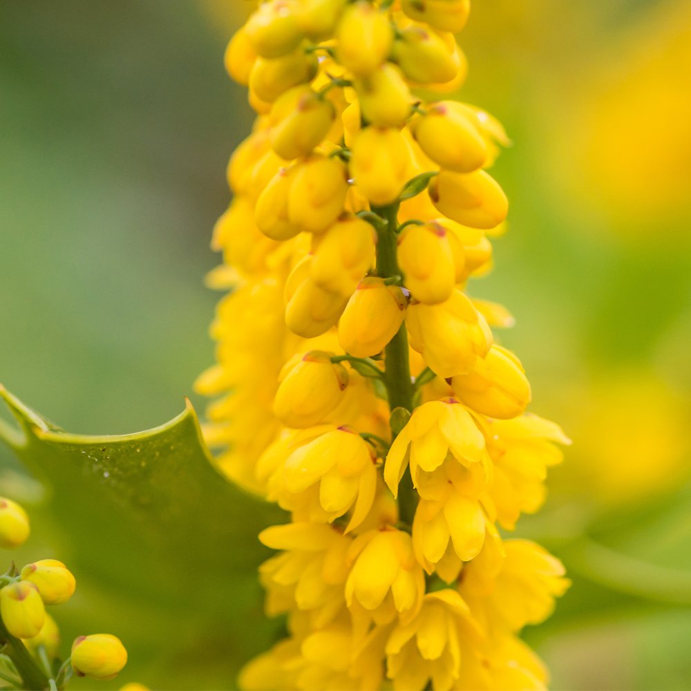 Mahonia Hardy Evergreen Drought Tolerant Shrub Outdoor Garden Yields Fragrant Yellow Flowers and Spikey Foliage 2 x Winter Sun Variety in 9cm Pots by Thompson & Morgan