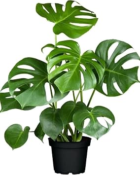 Deve Taban  Monstera Deliciosa 5 0 Cm
