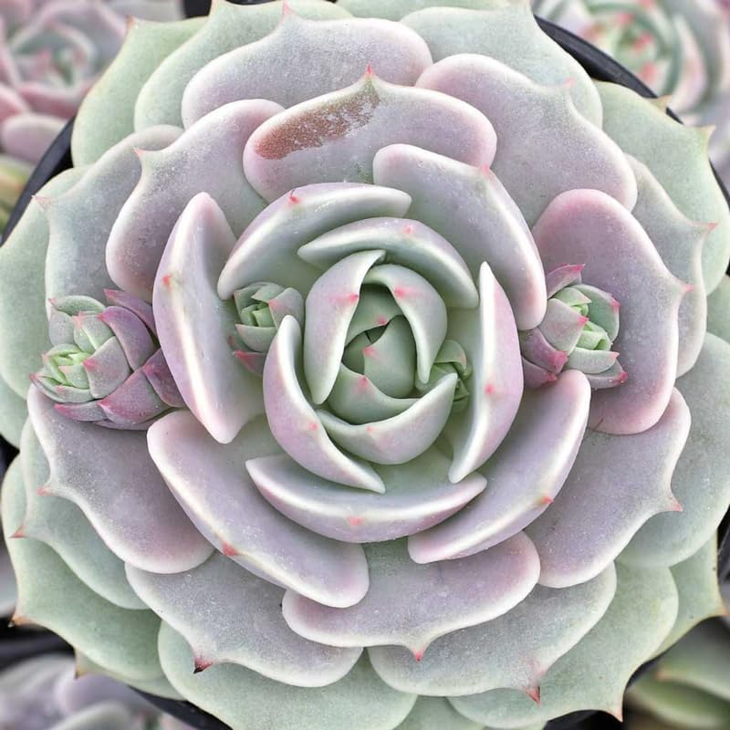 Echeveria Suculents Plantas vivas, bien enraizadas, suculentas de Echeveria vivas, suculentas de Echeveria viva, planta de Echeveria viva,