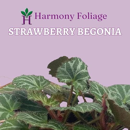 Miniatura 2 de Begonia de fresa, 4 pulgadas, Saxifraga stolonifera, planta de interior Legacy Heritage