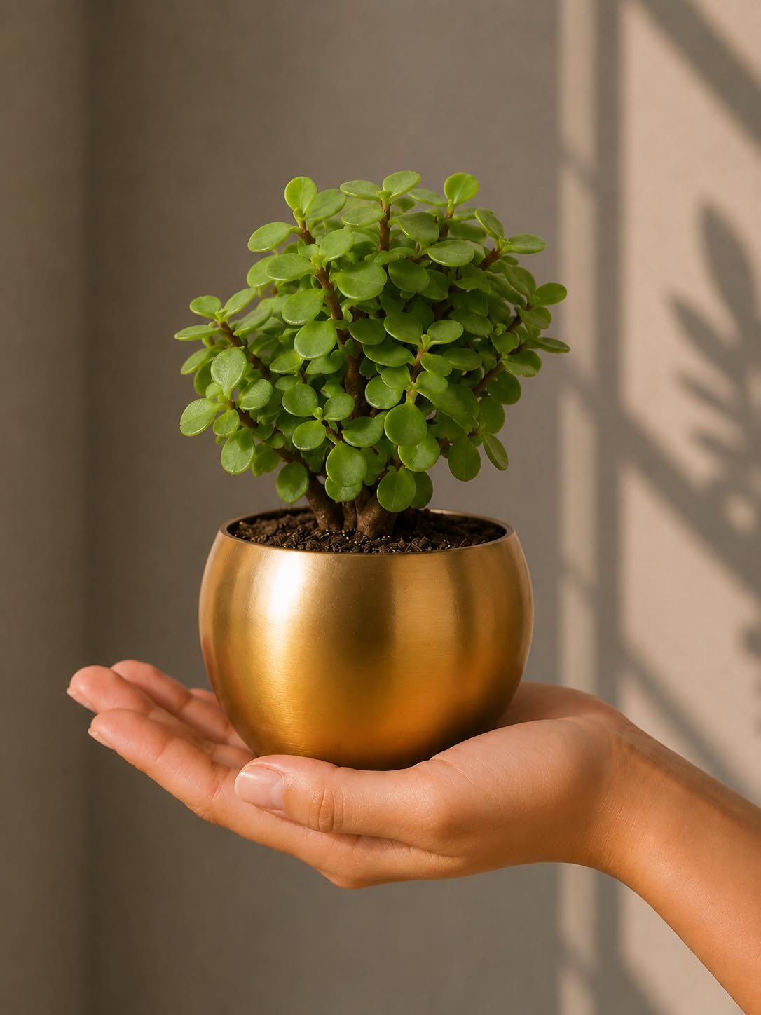 FNP Jade Plant in Golden Metal Pot – Live Indoor Plant – Gift for Home, Office, or Loved Ones-image-28