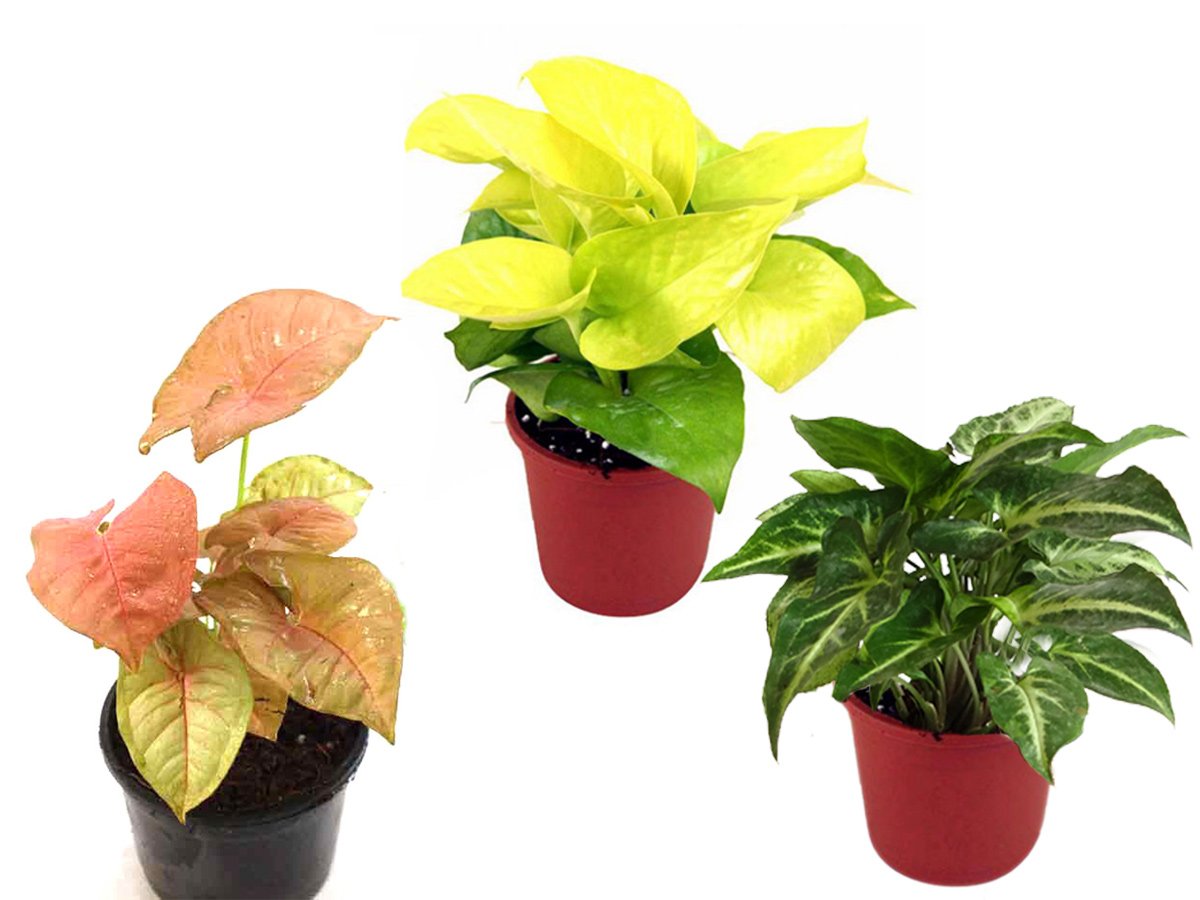 Rolling Nature Good Luck Golden Money Plant, Pink Syngonium, Syngonium Green (B06XBMK8FW) Amazon Price History, Amazon Price Tracker