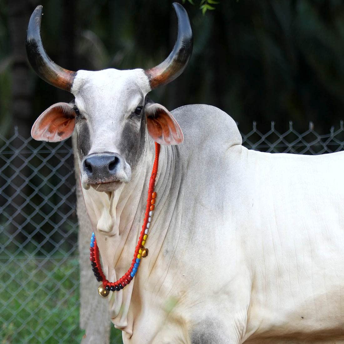 Cow/Bull nylon Rope,Leash,Cow Cord,Collar Charm,Cow Belt with colorfull Mani 117 cm Cow Martingale Leash (Multicolor) (B0C6HYSMFT) Amazon Price History, Amazon Price Tracker