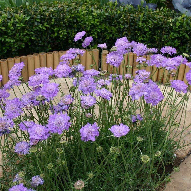 Scabiosa Columbaria ‘Misty Butterflies’ – Pincushion Flower Perennial for Bees by Park Farm Plants (6 x Plug Plants)