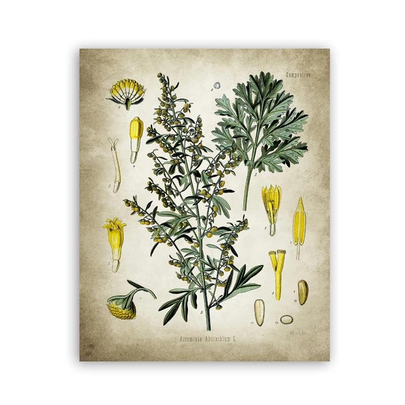 Affiche botanique médecine pour habiller un mur vide de bureau médical toile 50x70cm
