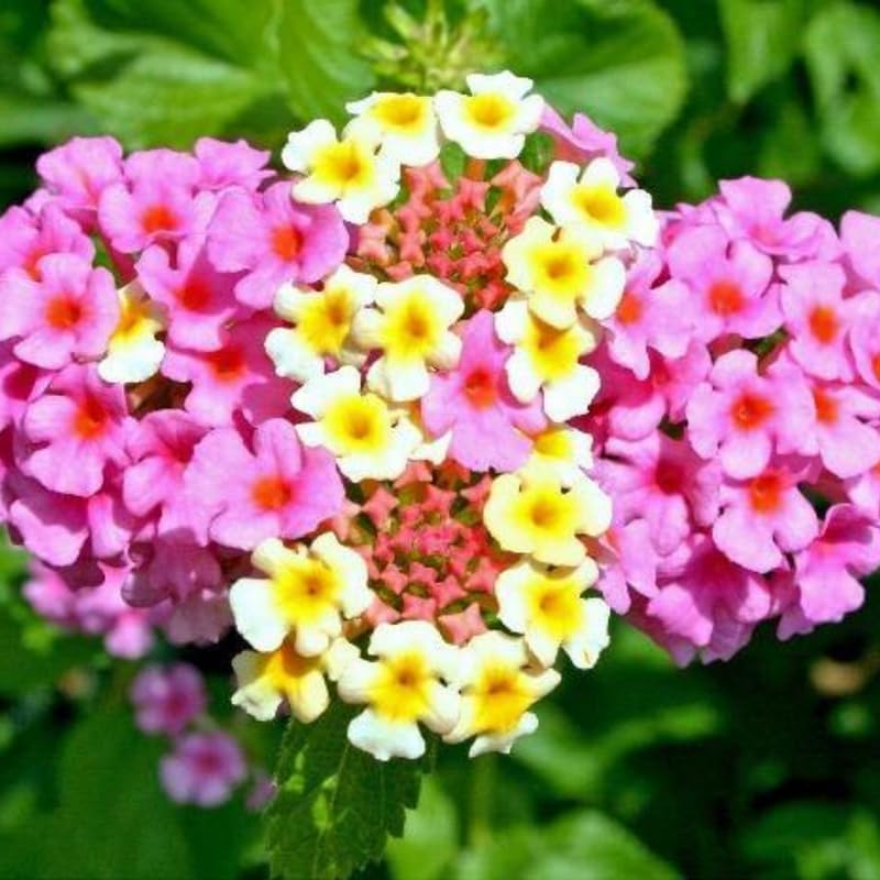 Miniatura 2 de 2 Light Pink Lantana Plants Live Trees, Ready to Bloom, Hardy Long Blooming Seasons, Vibrant Colorful Perennial Fragrant, 5-10" in Tall, Full Sun