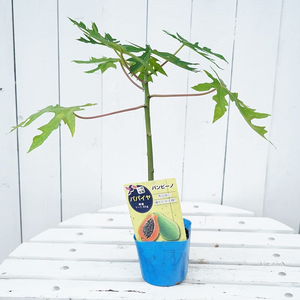 沖縄県産パパイヤ苗 沖縄県産パパイヤ苗 【公式通販】