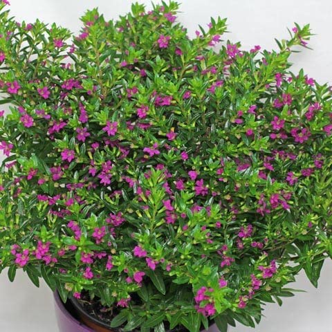 Growing Plants Live Cuphea FloriGlory Diana/Stardut Bush Round the year flowering Live Plant with Black Plastic Pot