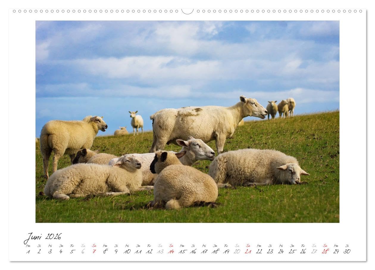 Nordsee - einfach Meer (hochwertiger Premium Wandkalender 2026 DIN A2 quer), Kunstdruck in Hochglanz: Fotografische Impressionen von der Nordseeküste (CALVENDO Orte)