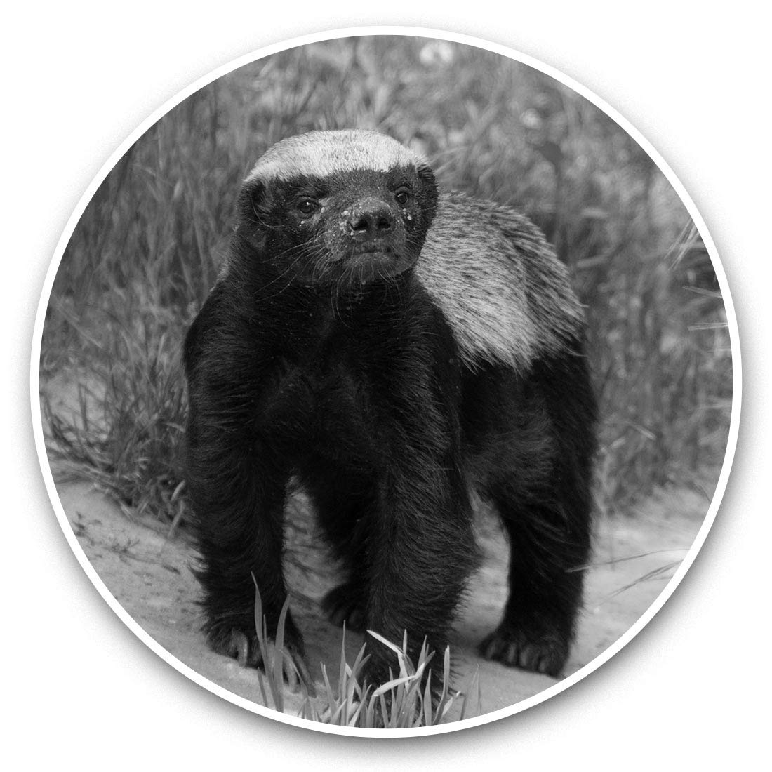 Awesome Vinyl Stickers (Set of 2) 7.5cm (bw) - Wildlife Animal Honey Badger Fun Decals for Laptops,Tablets,Luggage,Scrap Booking,Fridges #37024