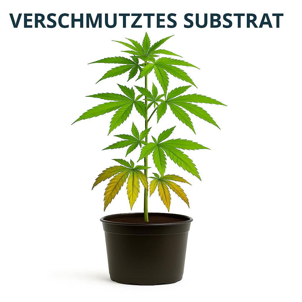 Weedness Canna Cannazym 5 Liter - Grow Anbau Indoor Dünger Substrat Reiniger Erde Flüssigdünger Organischer Bio