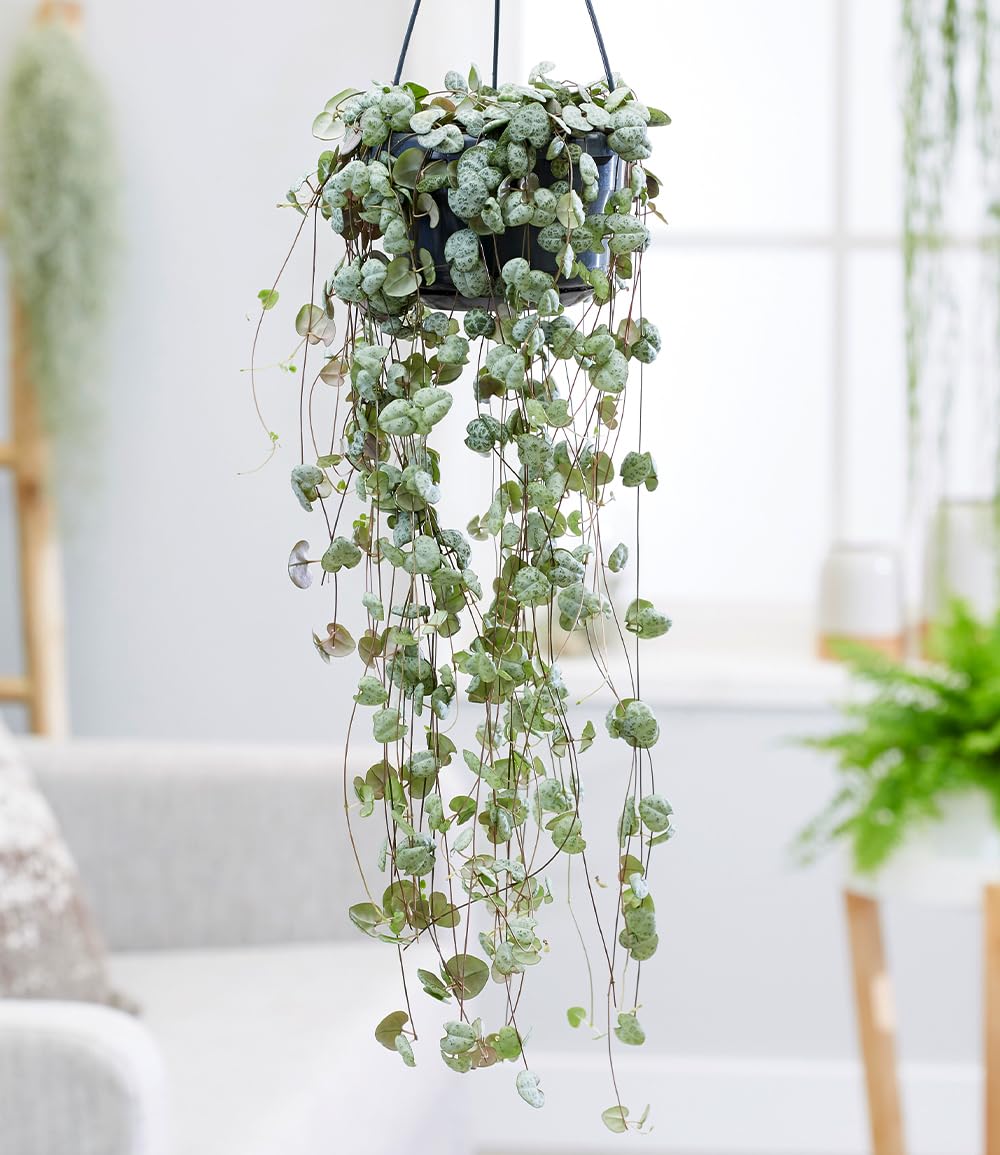 BALDUR Garten 1x Leuchterblume Ceropegia, Pflanze im 11 cm-Topf,  Grnpflanze, mehrjhrig - frostfrei halten, pflegeleicht, Ceropegia woodii,  auergewhnliche Bltter, Zimmerpflanzen-Raritt : Amazon.de: Garten