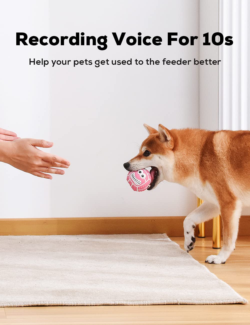 TONGKTAI 4 Pezzi Set di Giochi per Cani con Squeak, Palla Morbida Interattiva da Lancio e 2.7'' Palline Bouncy per Fetch, Ideale per Cani Piccoli e Medi