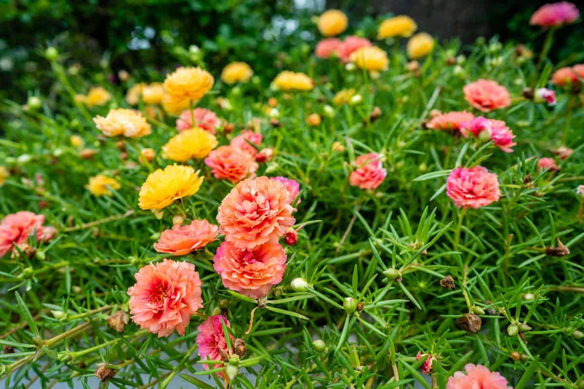 Colorful Moss Rose Seeds - Instant Garden Blooms -2
