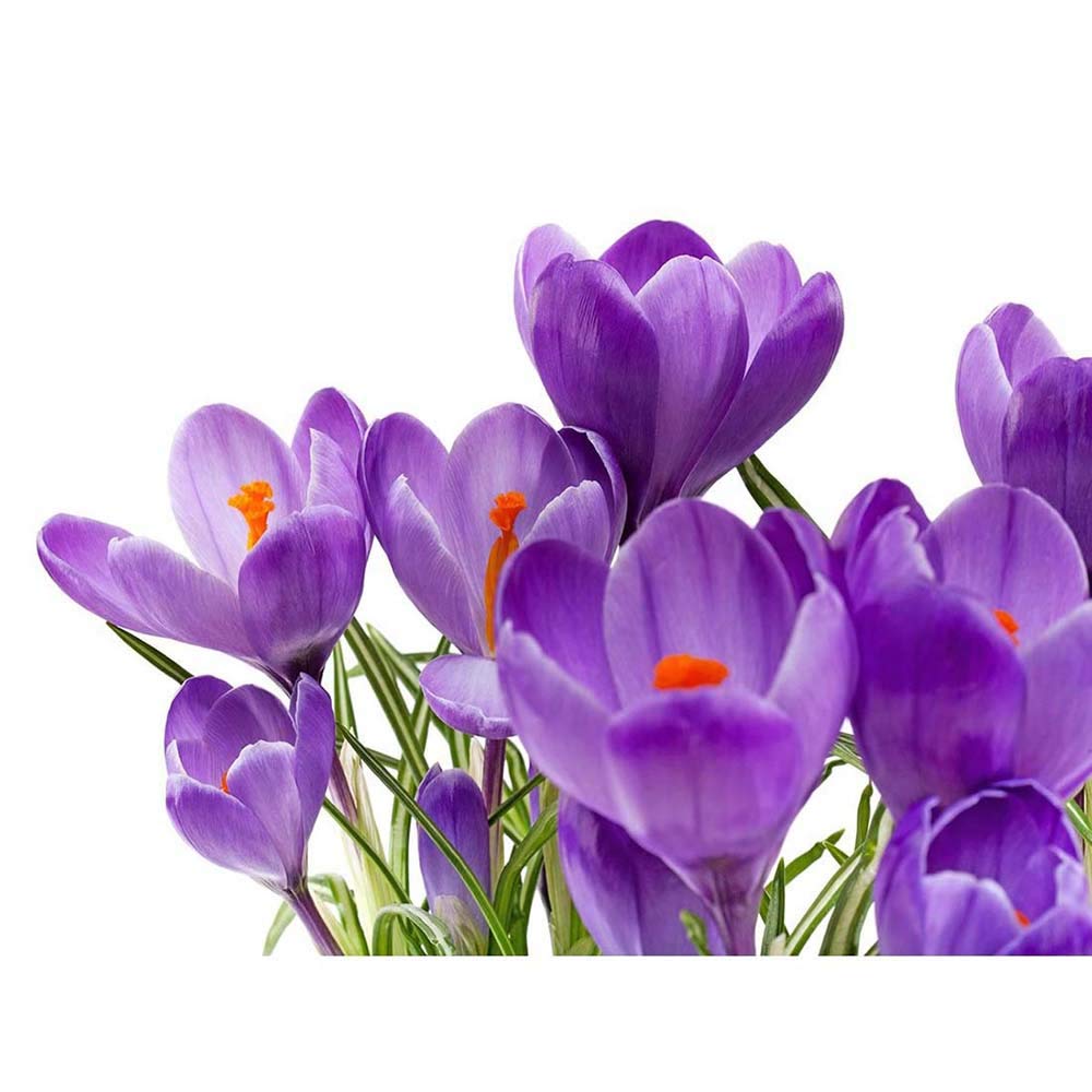Wee Blue Coo Crocus Flower Purple Orange Bloom Art Print Poster Wall Decor 12X16 Inch