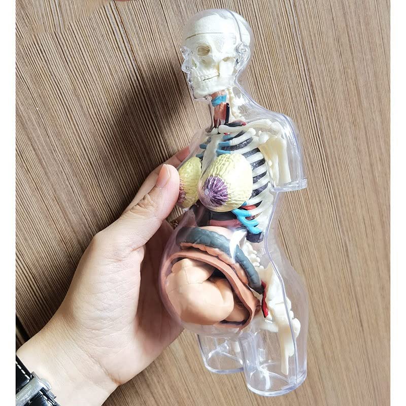 Cuerpo humano transparente uso anatómico esqueleto humano embarazada Bricolaje Anatomía Modelo Equipo educativo Ciencias Médicas 4D MASTER